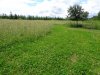 DSC00400 (Large).JPG