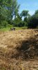 food plot 13.jpg