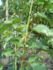 DSCN0726.JPG