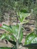 DSCN0730.JPG