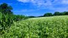 corn and buckwheat.jpg