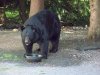 BIG V bear vids 116.JPG