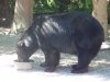 BIG V bear vids 026.JPG
