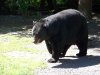 BIG V bear vids 029.JPG