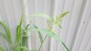 Grass ID.jpg Grass ID.jpg