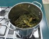 Cover Scent Brew.jpg