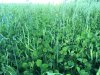 clover.jpg