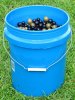 Bucket Of Grapes.jpg