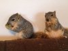 squirrel 3.JPG