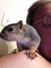 squirrel 2.JPG