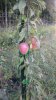 Kandil Sinap on G11 in dwarf shotplot.jpg