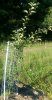PRI77-1 crab tree on P18, tbudded in 2015.jpg