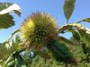 brown chestnut bur.jpg