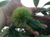 chestnut update.jpg