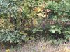 IMG_0384.JPG