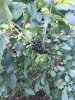 IMG_2016.JPG IMG_2016.JPG