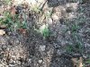 IMG_1225.JPG