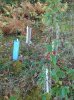 strawberry bush1.jpg