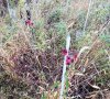 strawberry bush2.jpg