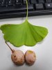 fruit tree.jpg
