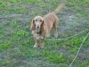 2004 - Pets 25.JPG