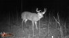 Last year trail cam 8.JPG