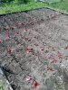 IMG_20170521_142502.jpg