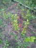 IMG_20170805_080208.jpg