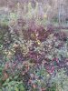 IMG_20171110_150858.jpg