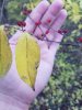 tree id.jpg