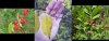 autumn olive, mystery schrub, honeysuckle.JPG