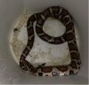 snake.jpg