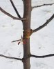 twig girdller damage.jpg twig girdller damage.jpg