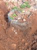 Root-trapper-inground-bag.JPG