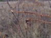 autumn-olive twig.jpg