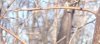 G squared Twig.JPG