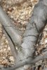 autumn-olive bark.jpg