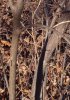 G squared bark.JPG