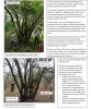 Wild apple prune 01.JPG