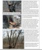 wild apple prune 02.JPG