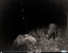 hog 2 (2).JPG