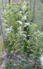 seedlings from last year.jpg