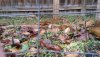 January seedlings.jpg