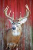 Buck16.jpg Buck16.jpg