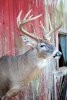 Buck16(2).jpg Buck16(2).jpg