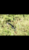 B5E9051D-2BBE-4B55-8AE0-A0544C8B89CE.png