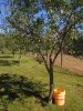 Evans Bali Cherry Planted 2008.jpg