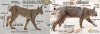 lyx-vs-bobcat2.jpg