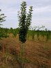 Pear tree.jpg