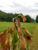 20180606_093239.jpg 20180606_093239.jpg